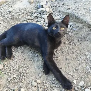 Кошка, Худжанд