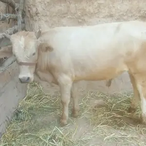 4 Сар бука, Душанбе