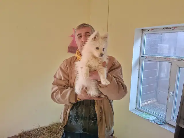 Саги японский шпитс, Душанбе