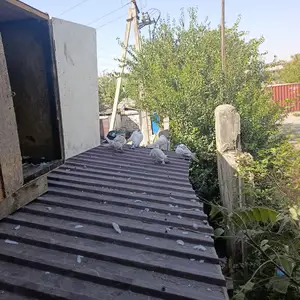 Кафтар, Душанбе