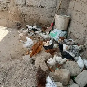 Чучахои рябушка ва брама, Турсунзаде
