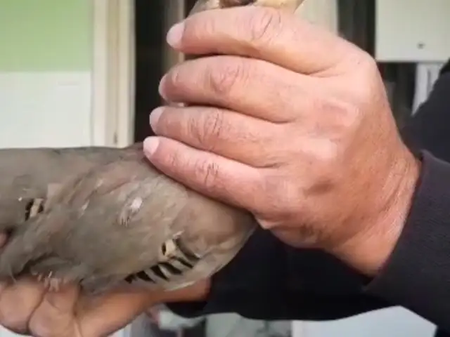 Кабк, Душанбе
