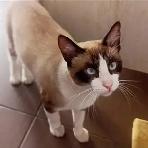 Сиамский кот, Турсунзаде