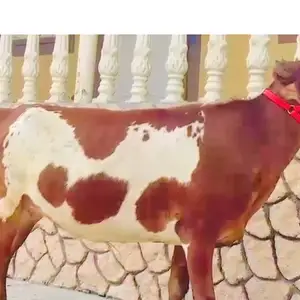 Гуночин, Душанбе