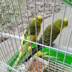 Попугай, Душанбе