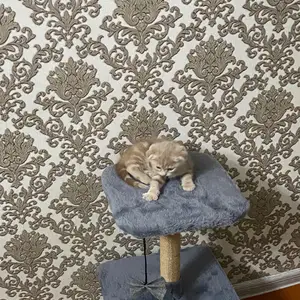 Шотландский котенок, Душанбе