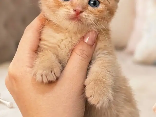 Шотландские котята, Душанбе - 7