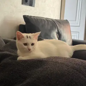 Кошка, Душанбе