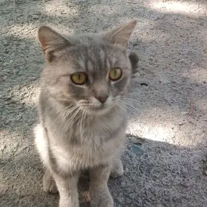 Шотландский кот, Душанбе