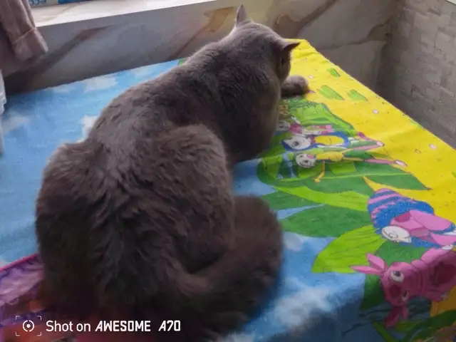 Британский кот на вязку, Турсунзаде