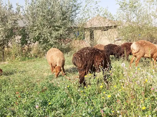Гусфанд, Таджикабад