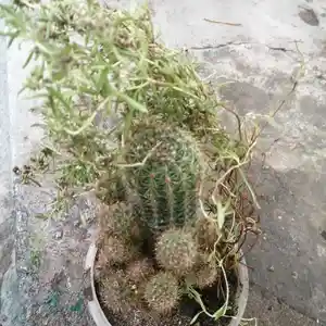 Кактус, Душанбе