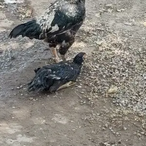 Дакан, Кӯлоб