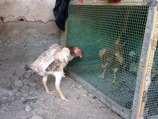 Дакан, Турсунзаде