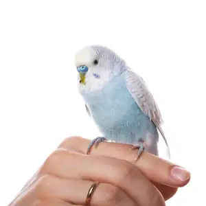 Попугай, Душанбе