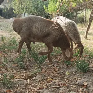 Бараны, Кушониён (Бохтар)