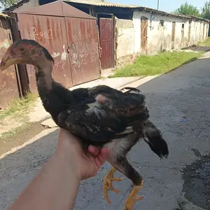 Дакан чуҷа, Яван