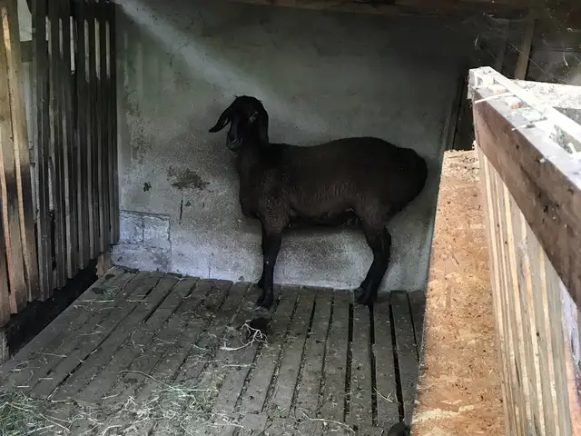 Гусфанди хисори, Душанбе