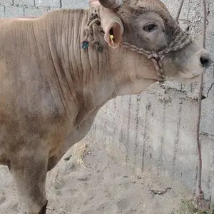 Бука, Худжанд