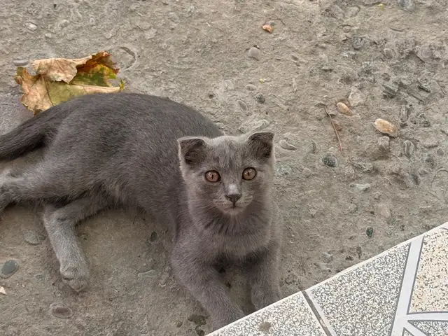 Котята, Бохтар (Курган-Тюбе)