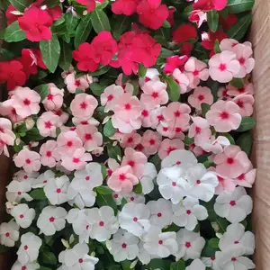 Катарантус голландские карликовые, Душанбе