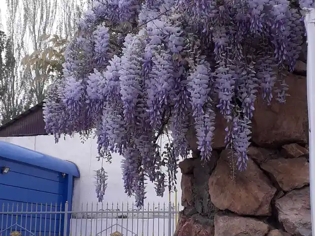 Лиана глициния китайская, Душанбе