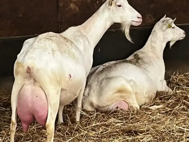 Буз зааненский, Душанбе