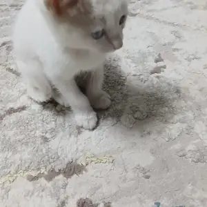 Кошка, Турсунзода