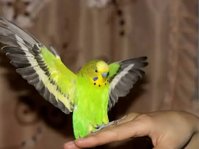 Попугай, Душанбе