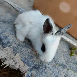 Харгушча, Душанбе