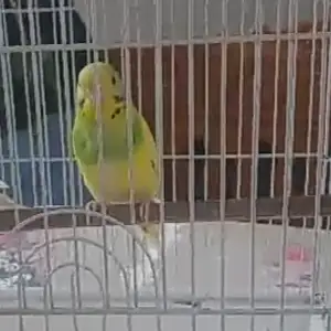 Попугай из Узбекистана, Худжанд