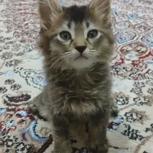 Кот, Душанбе