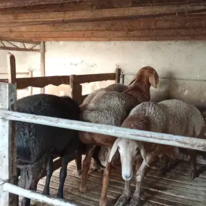 Кучкорхо, Худжанд