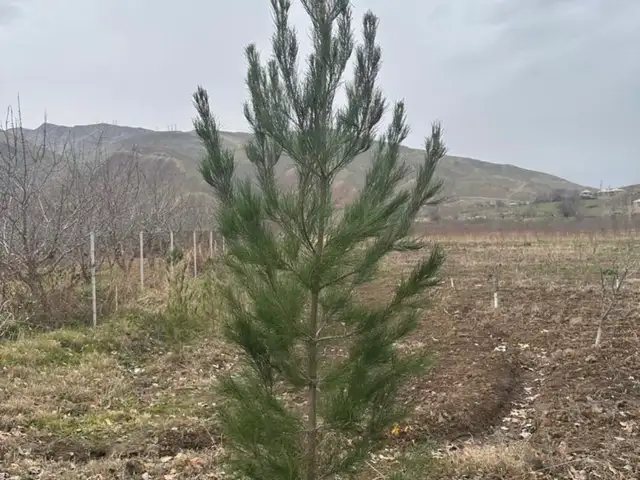 Сосна, Душанбе