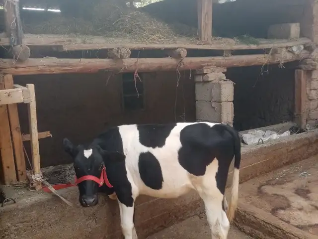 Гуночин, Ваҳдат