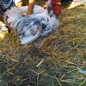 Хурӯс, Исфара