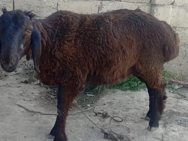 Гуспанди нар, Душанбе