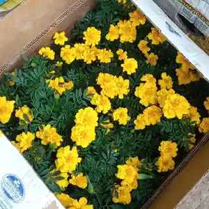 Тагецы лимонные, Душанбе