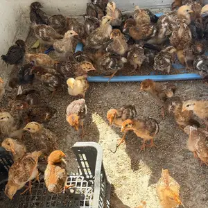 Мурги Ломан Браун, Худжанд
