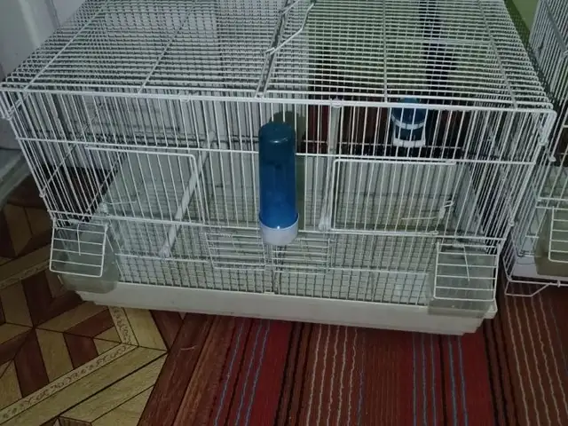 Кафас, Худжанд