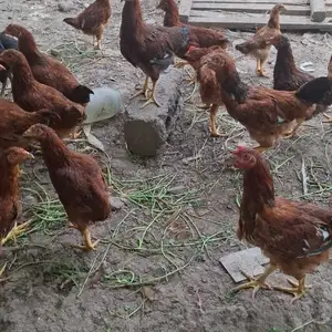 Курица, Турсунзаде