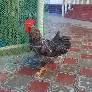 Хурус, Душанбе