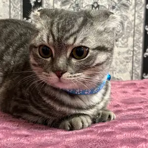 Шотландский вислоухий кот на вязку, Душанбе