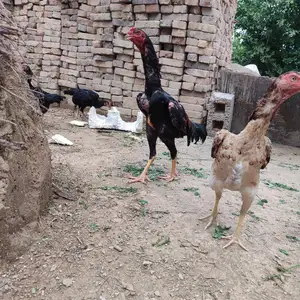 Дакан, Вахдат