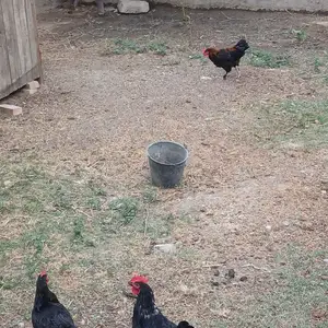 Хурузхои Узбекистон, Худжанд