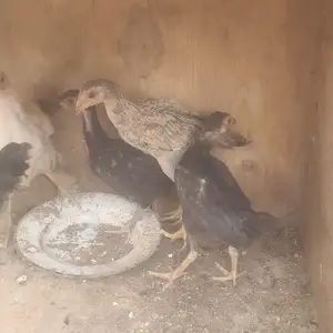 Чуча, Бобоҷон Ғафуров