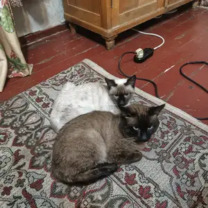 Сиамские котята, Душанбе