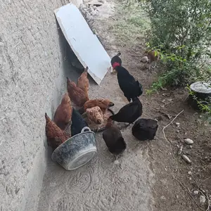 Мург, Джаббор Расулов