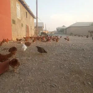 Мургони ломан браун, Деваштич (Ганчи)