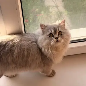 Потерялся кот, Душанбе